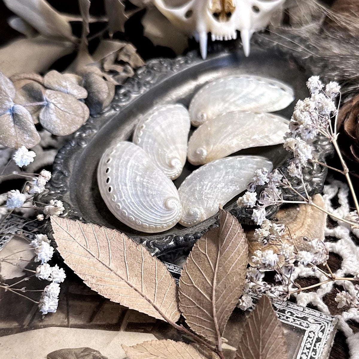 Collection of 5 Medium Pearl Abalone Shells