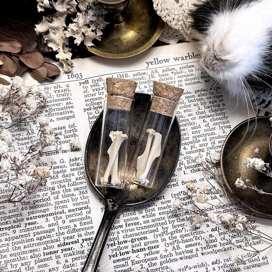 Real Petite Rat Humerus Bones in Glass Vial – No. 04
