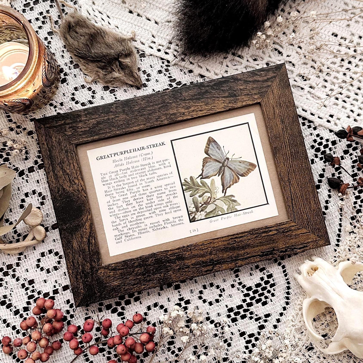 1934 Great Purple Hair-Streak Butterfly – 4x6 Framed Vintage 1930's Book Page