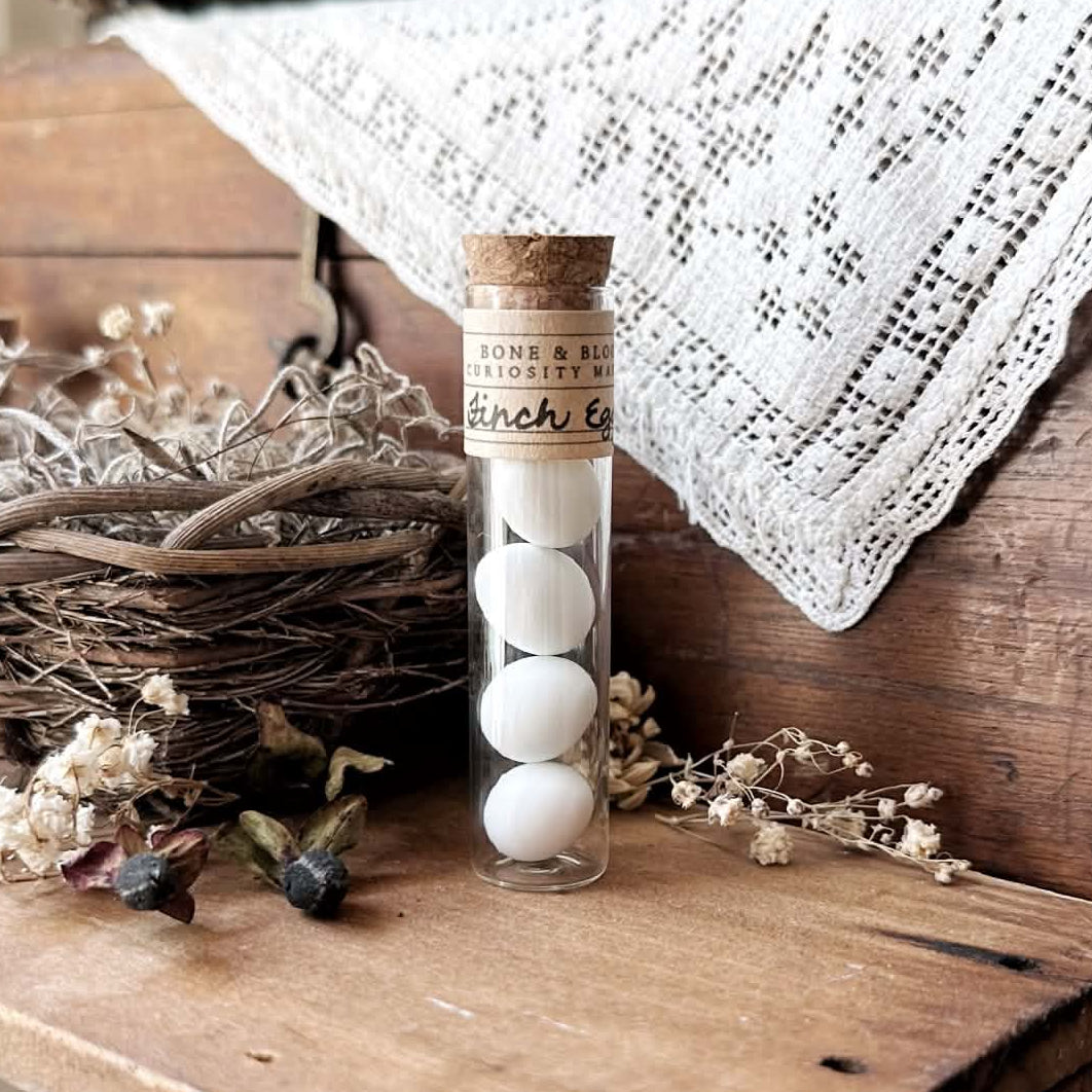 Real Tiny Finch Eggs in Glass Vial