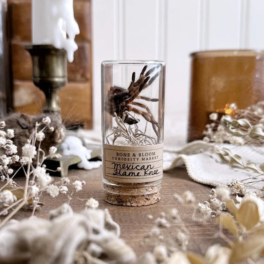 Real Mexican Flame Knee Tarantula Molt in Glass Vial – No. 04