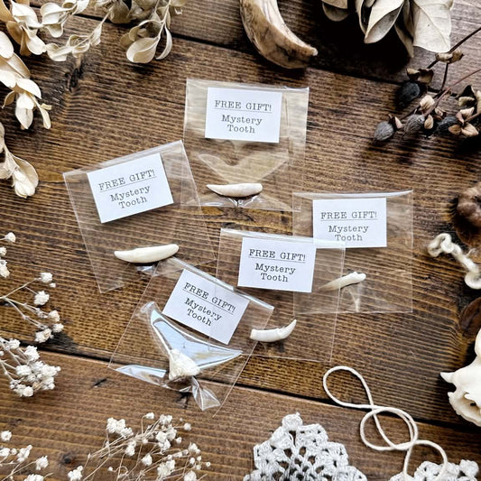 Free Gift – Mystery Tooth