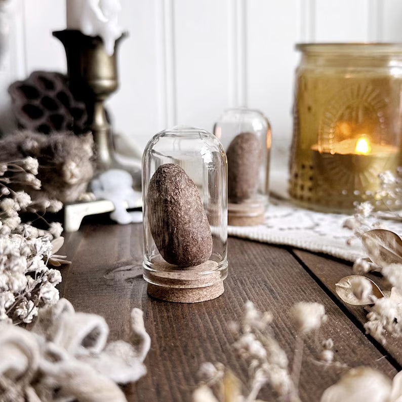 One Real Dried Moose Pellet in Glass Dome