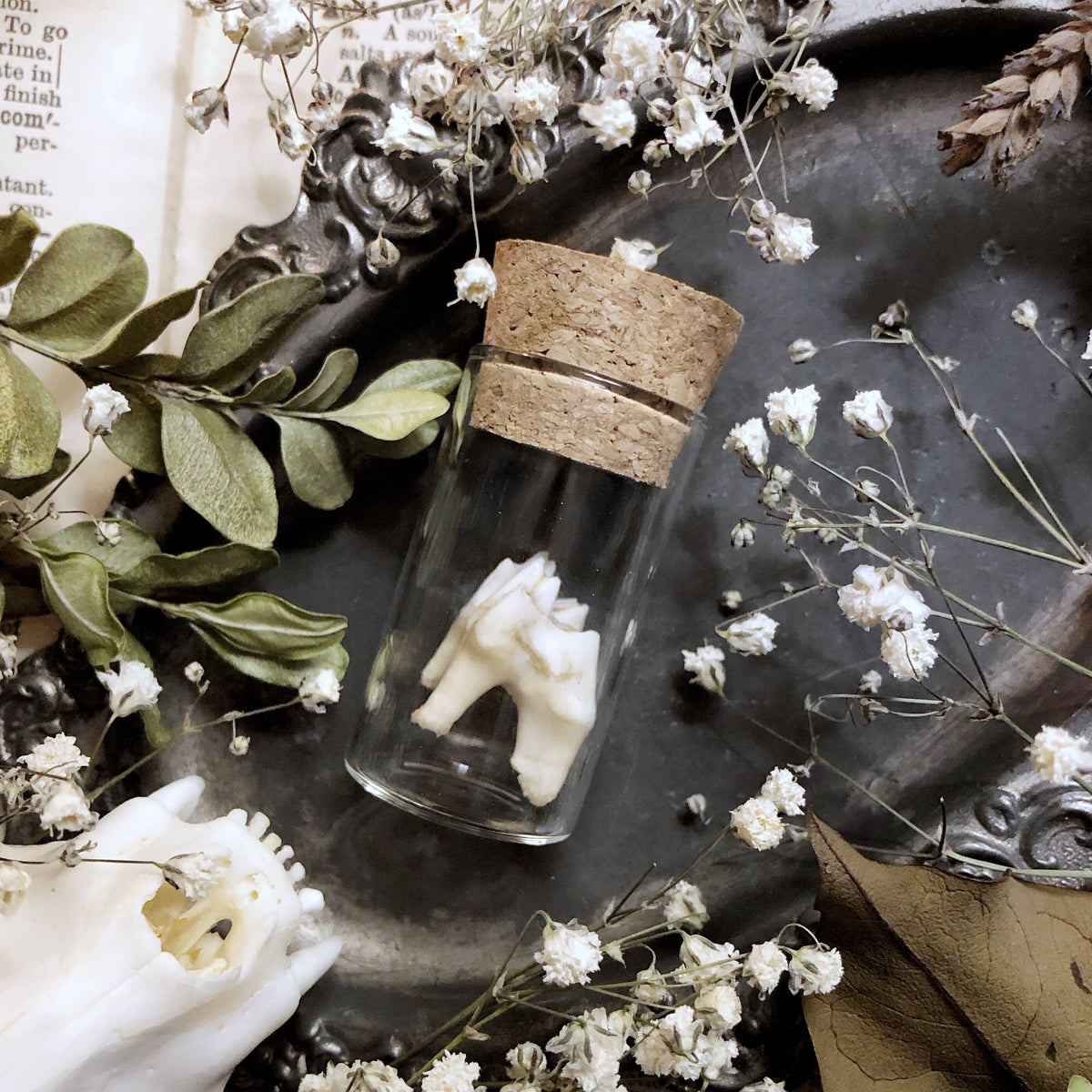 Real Deer Molar in Glass Vial – No. 03