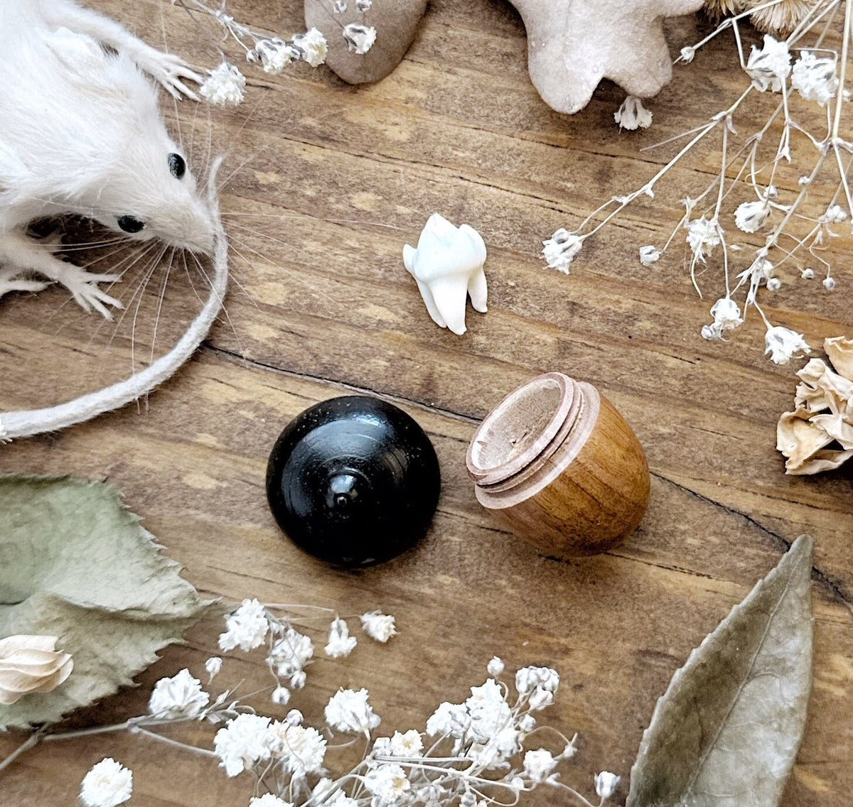 Wooden Acorn Trinket Box with Real Raccoon Tooth