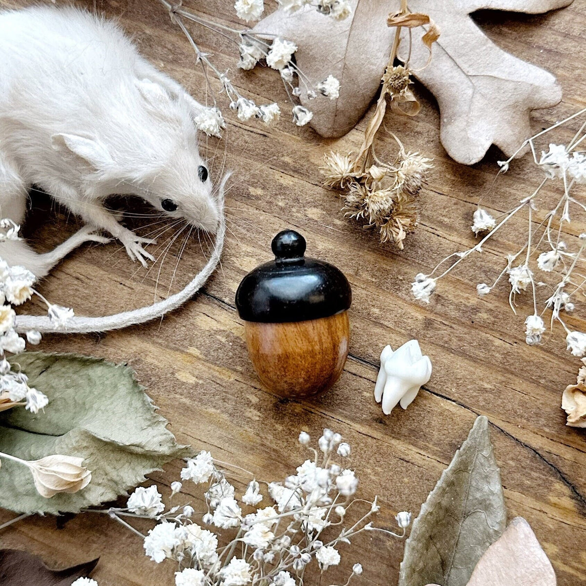 Wooden Acorn Trinket Box with Real Raccoon Tooth
