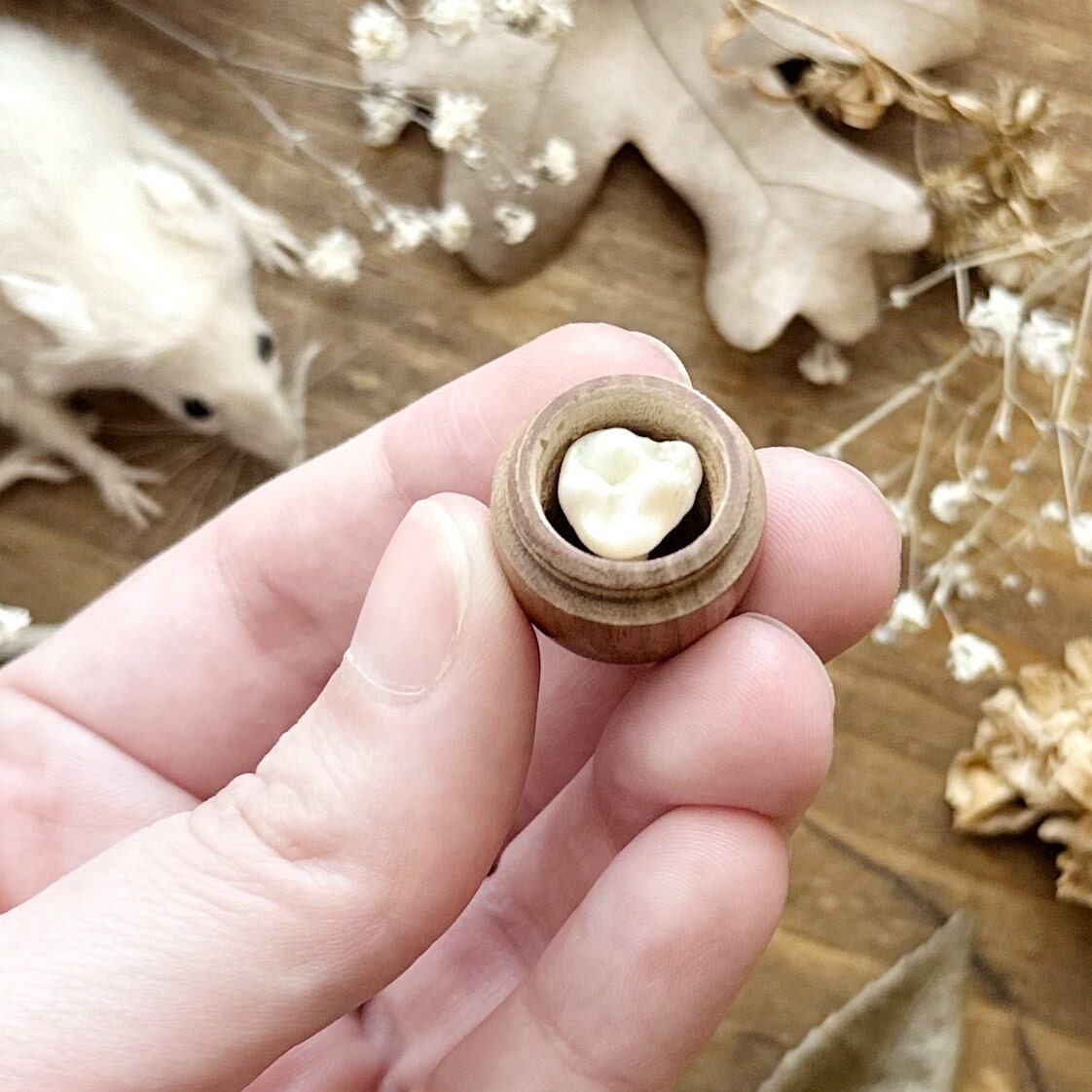 Wooden Acorn Trinket Box with Real Raccoon Tooth