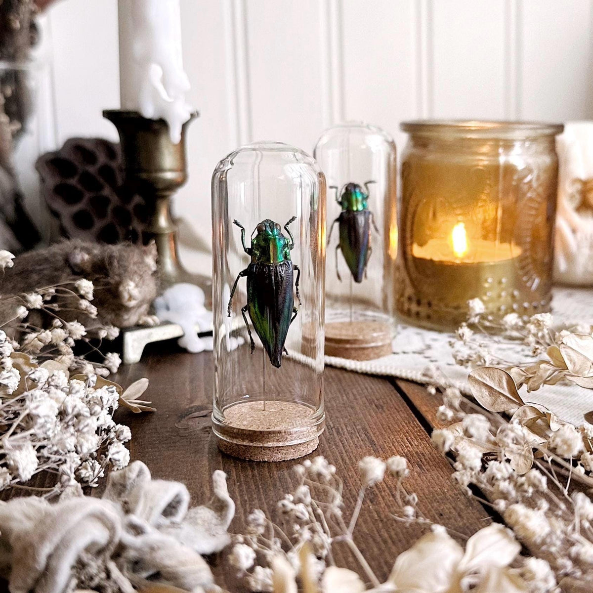 One Real Jewel Beetle in Glass Dome