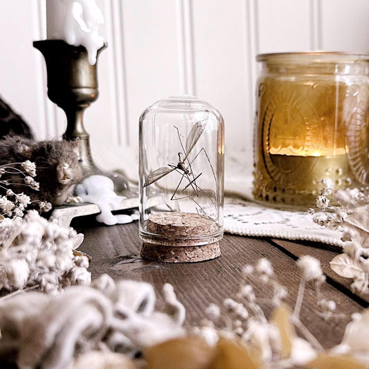 Real Dusty Dead Mayfly in Glass Dome – No. 02