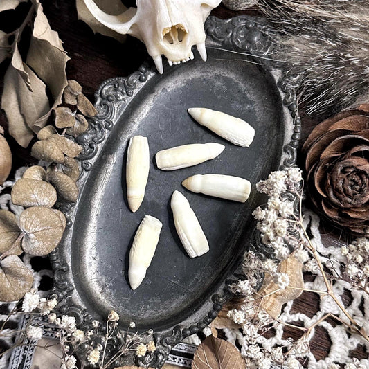 Collection of 6 Real Alligator Teeth – No. 01