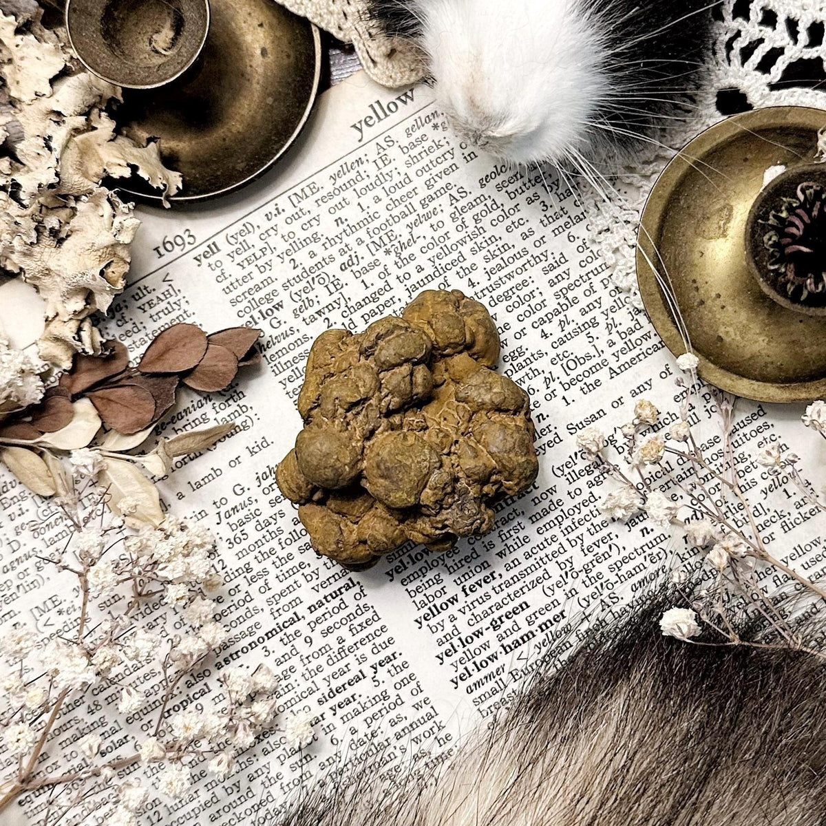 Real Coprolite Fossil – No. 04–