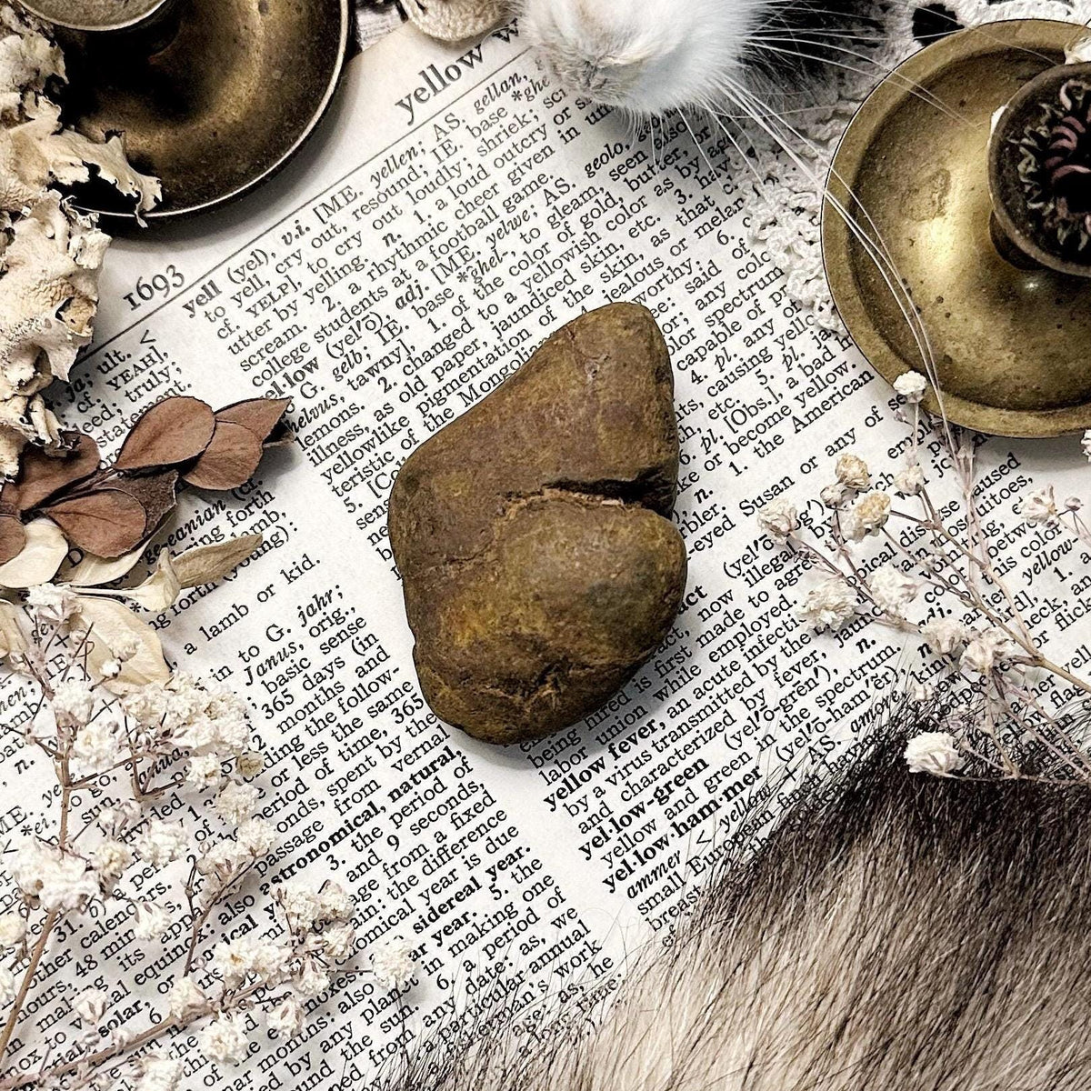 Real Coprolite Fossil – No. 05