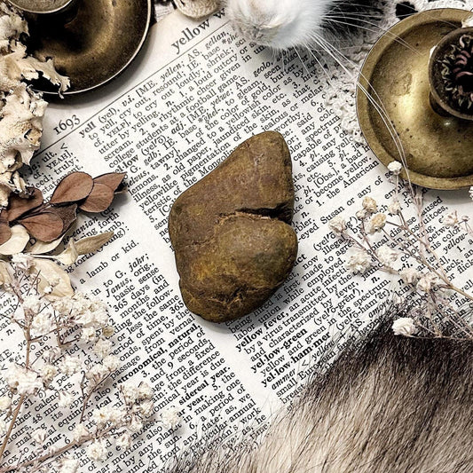 Real Coprolite Fossil – No. 05