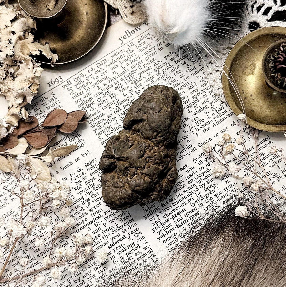 Real Coprolite Fossil – No. 08