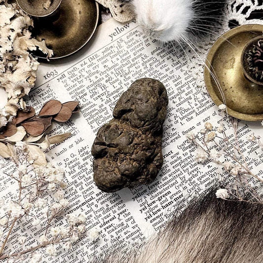 Real Coprolite Fossil – No. 08
