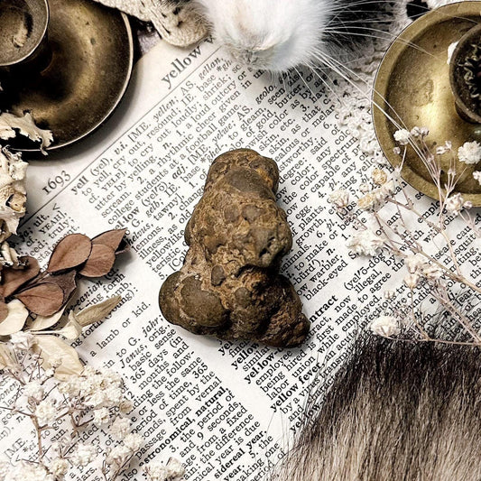 Real Coprolite Fossil – No. 11