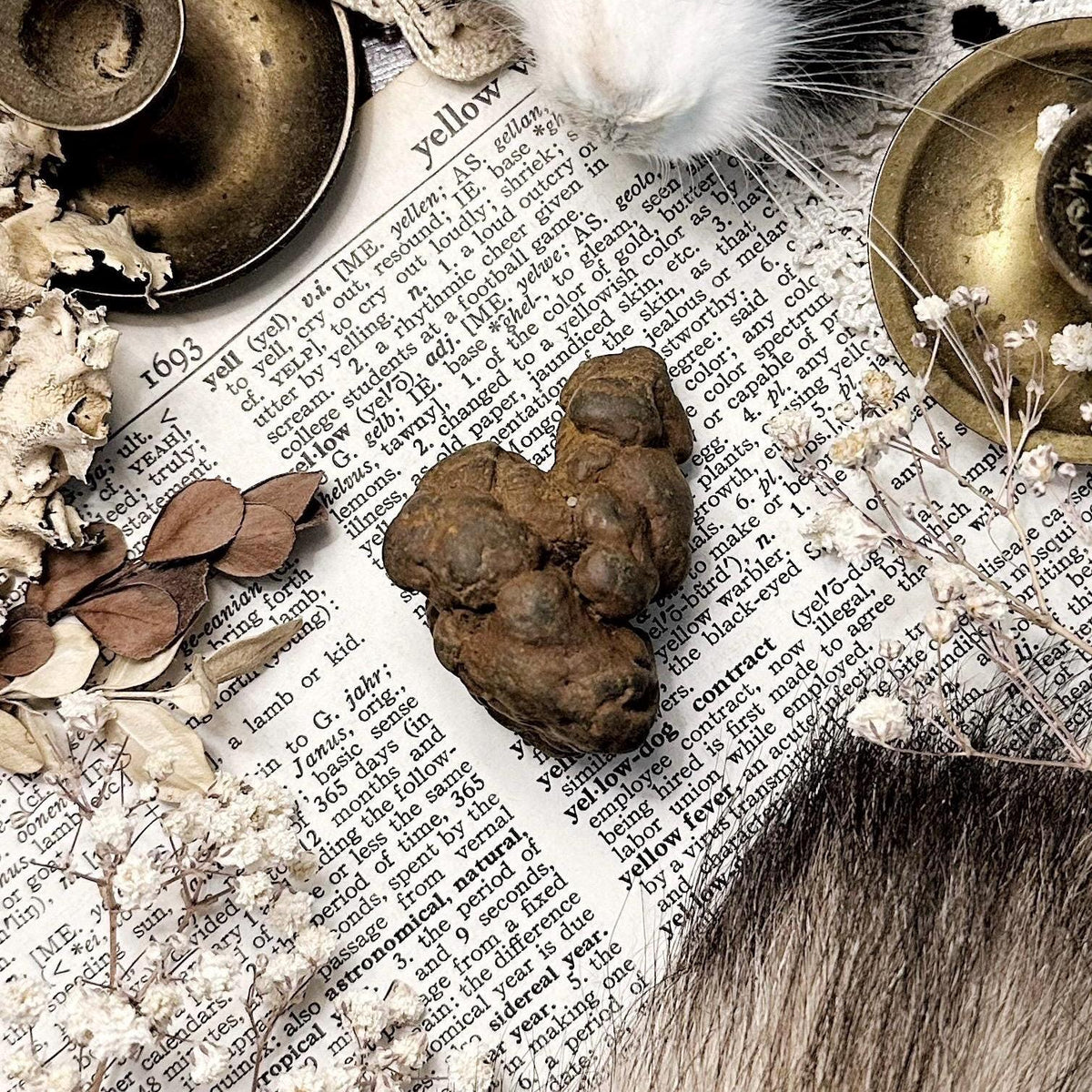 Real Coprolite Fossil – No. 12