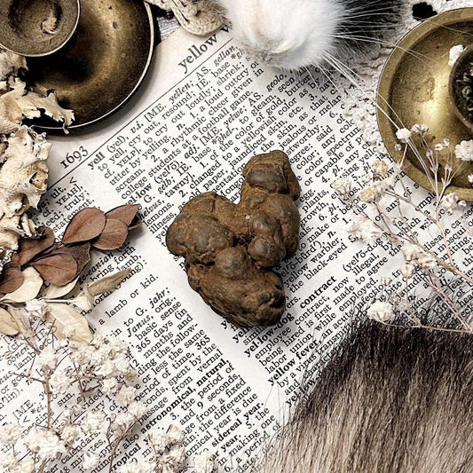 Real Coprolite Fossil – No. 12