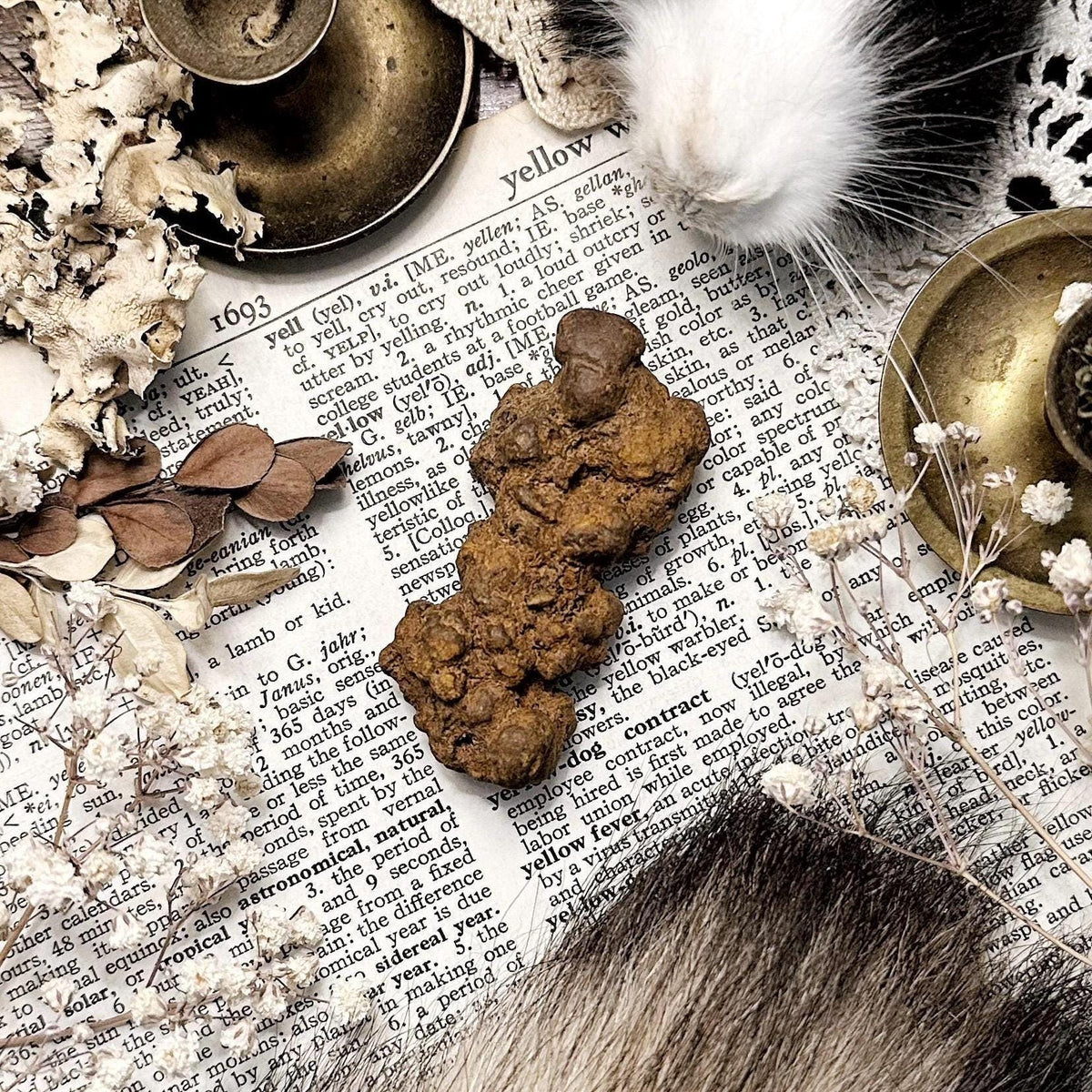 Real Coprolite Fossil – No. 13
