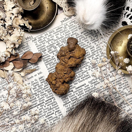 Real Coprolite Fossil – No. 13