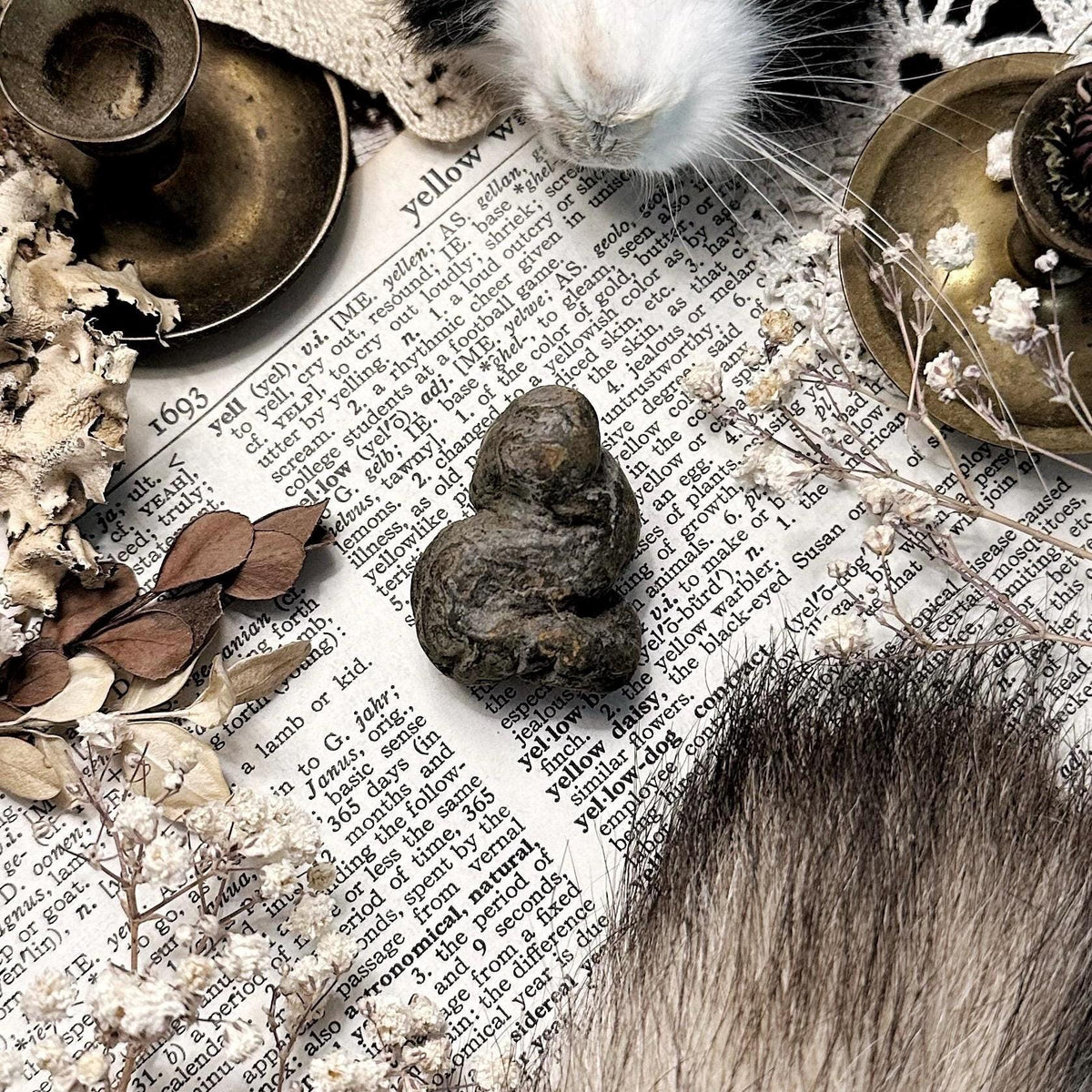 Real Coprolite Fossil – No. 18