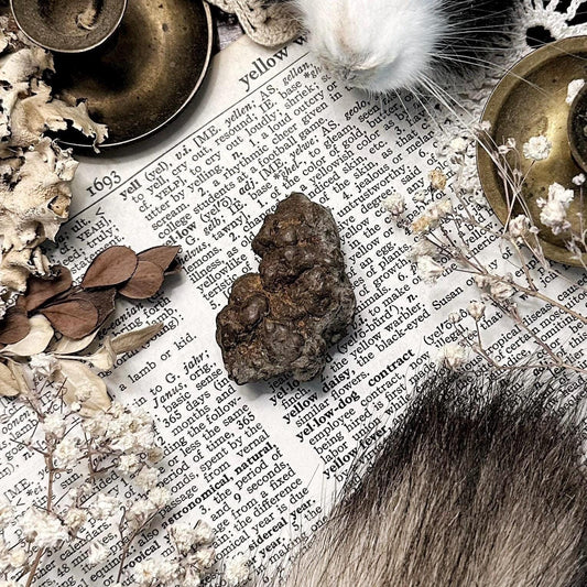 Real Coprolite Fossil – No. 23