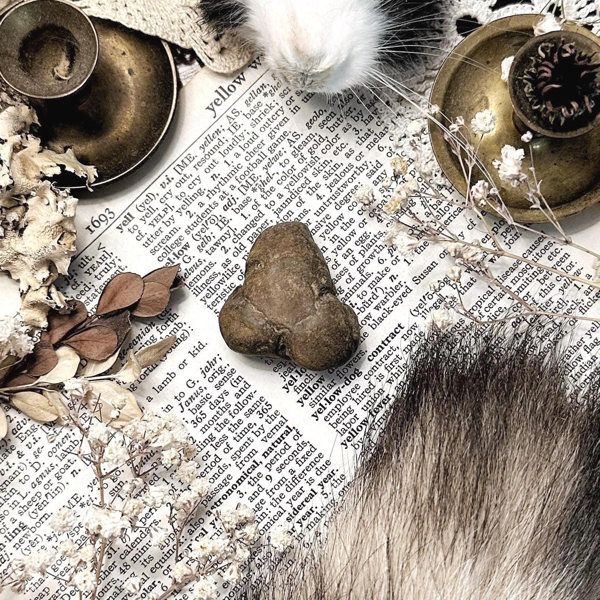 Real Coprolite Fossil – No. 24
