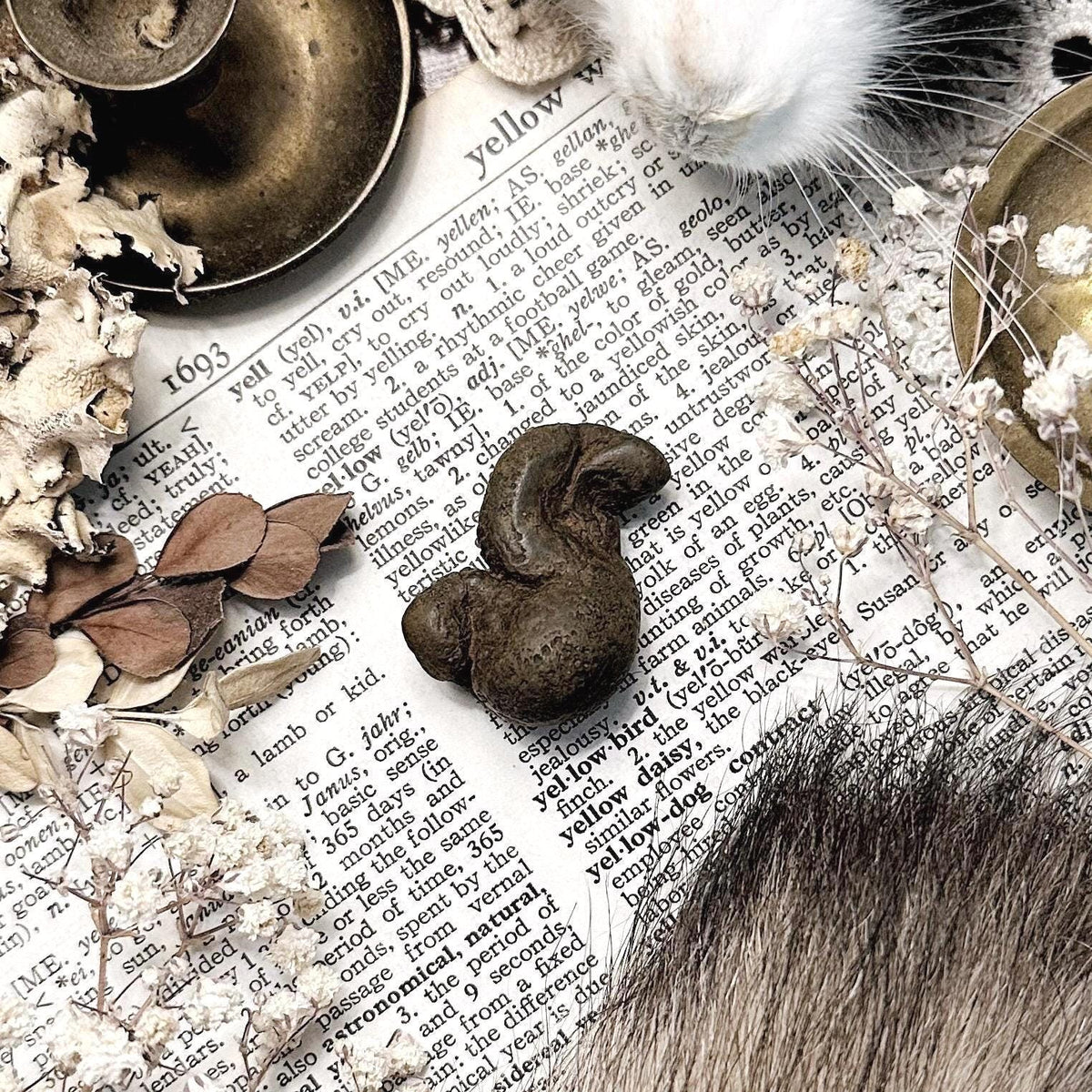 Real Coprolite Fossil – No. 27