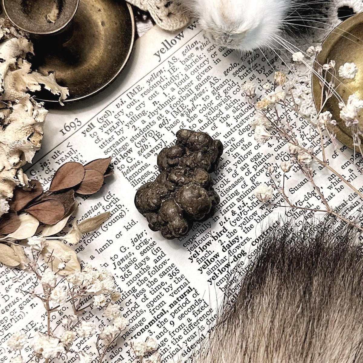 Real Petite Coprolite Fossil – No. 32