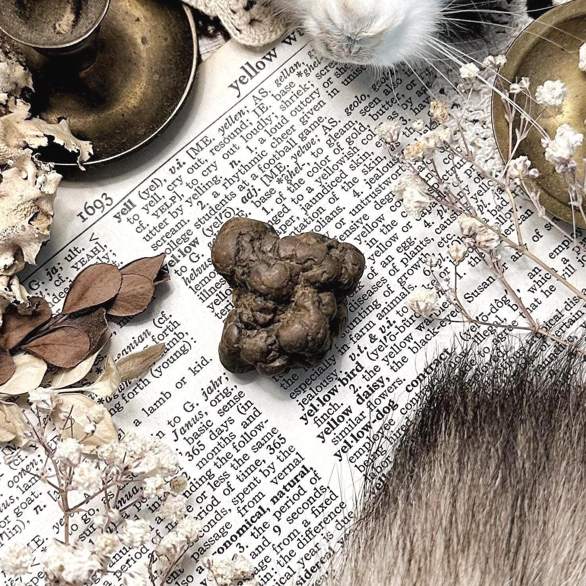 Real Coprolite Fossil – No. 34