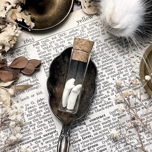 Real Tiny Coyote Teeth in Glass Vial – No. 02