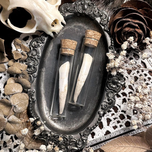 One Real Mystery Tooth in Glass Vial – No. 01