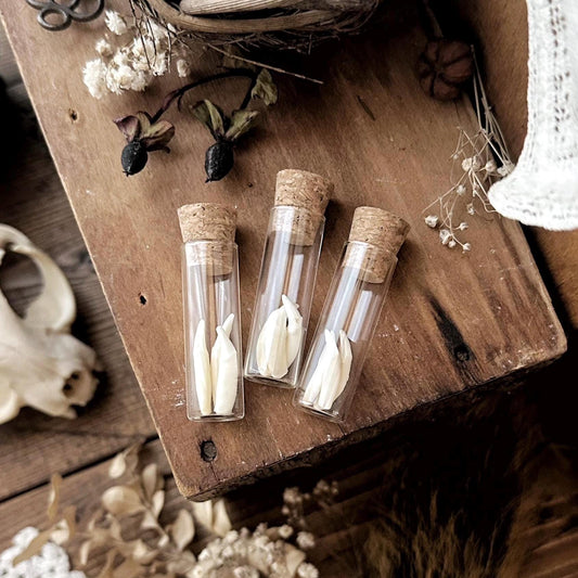 Real Mink Teeth in Glass Vial – No. 03