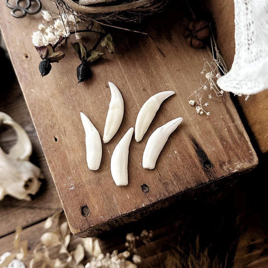 One Real Imperfect Raccoon Canine Tooth