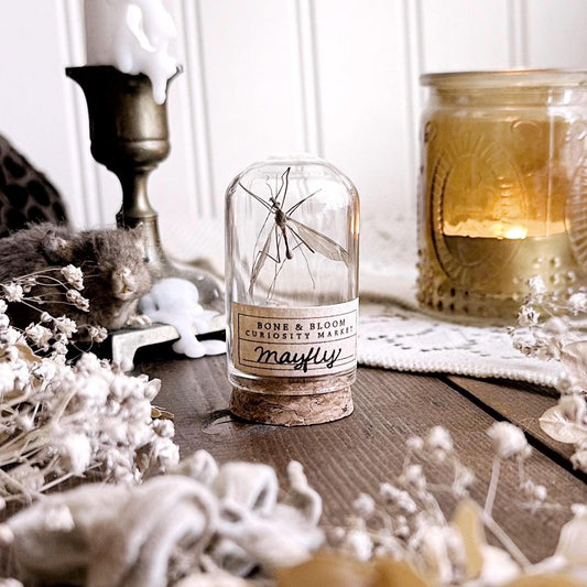 Real Dusty Dead Mayfly in Glass Dome – No. 01