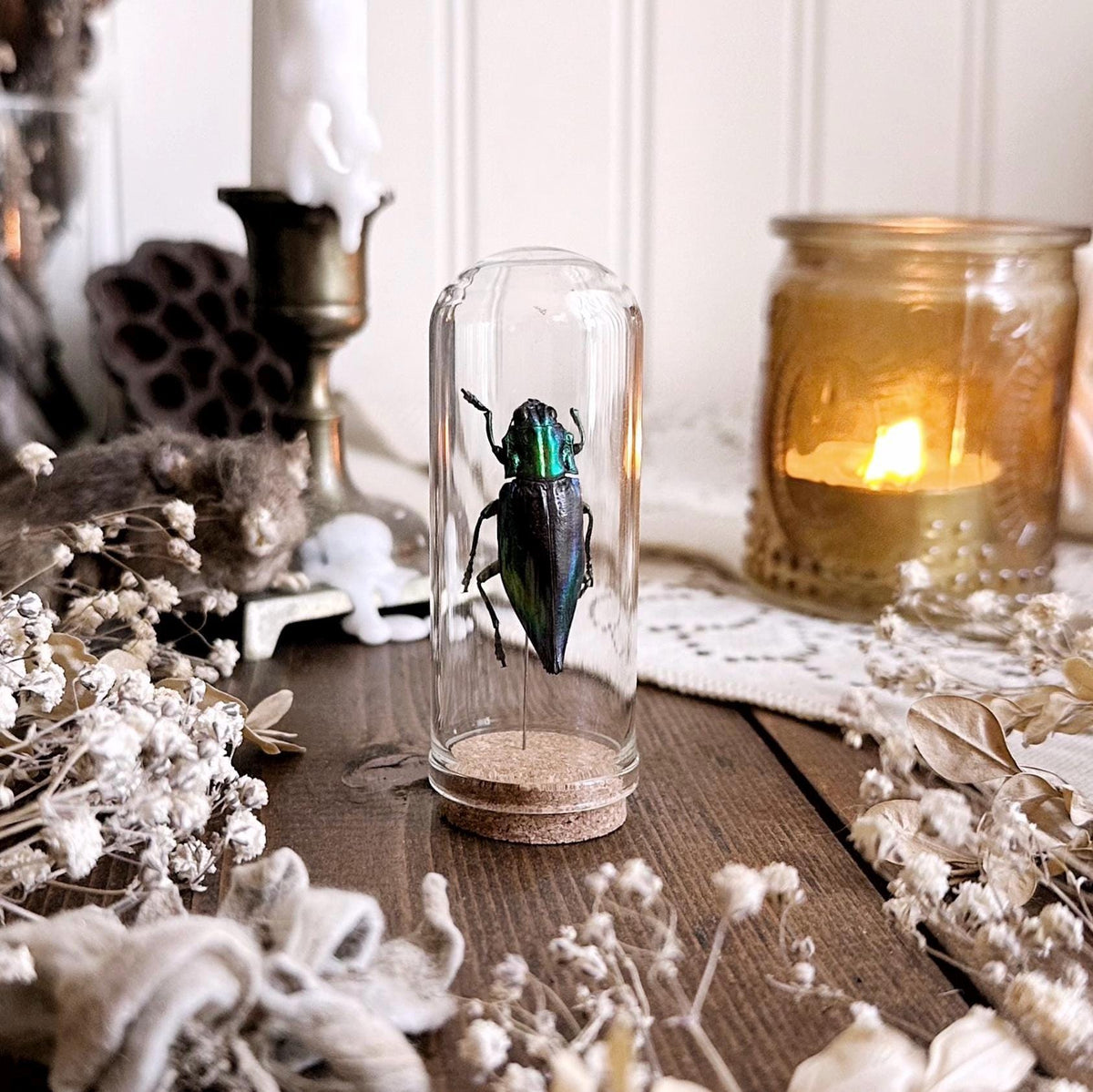 Real Imperfect Jewel Beetle in Glass Dome – No. 02