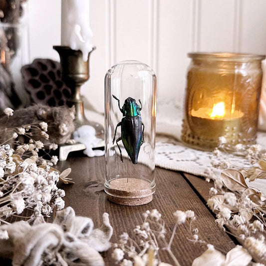 Real Imperfect Jewel Beetle in Glass Dome – No. 02