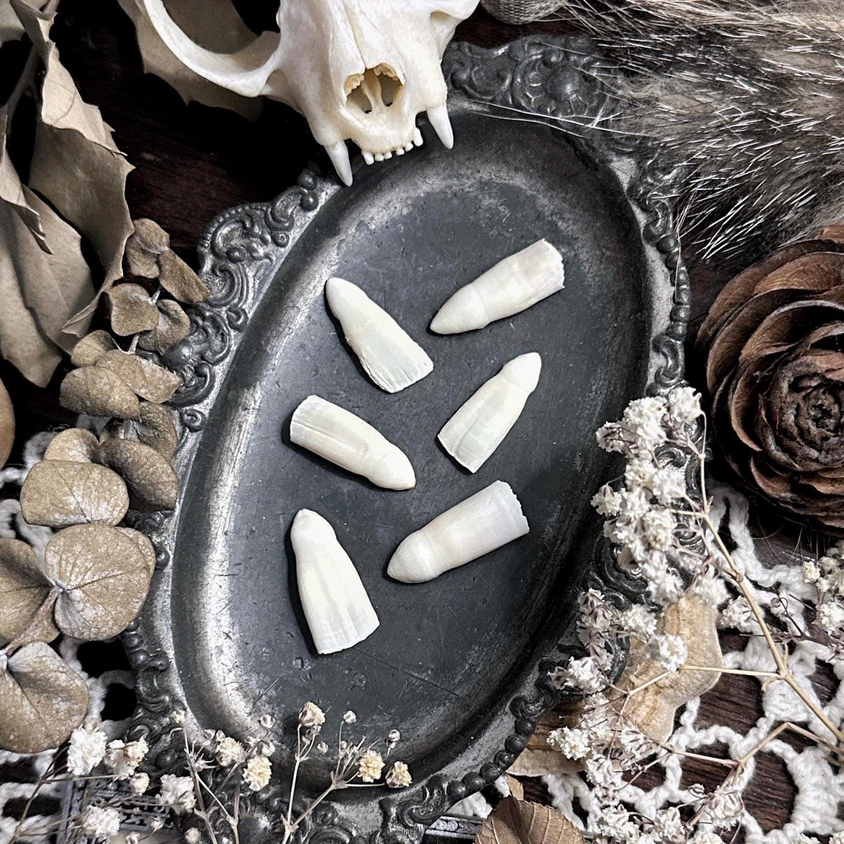Collection of 6 Real Alligator Teeth – No. 03