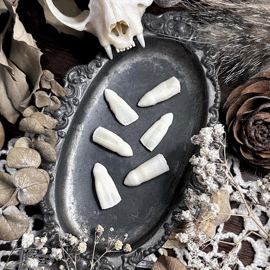 Collection of 6 Real Alligator Teeth – No. 03