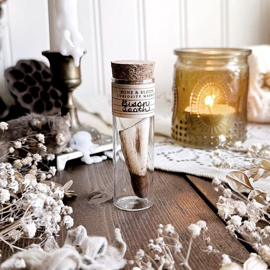 Real Bison Tooth in Glass Vial – No. 03
