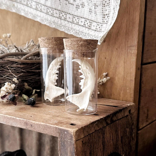One Real Mink Jawbone in Glass Vial