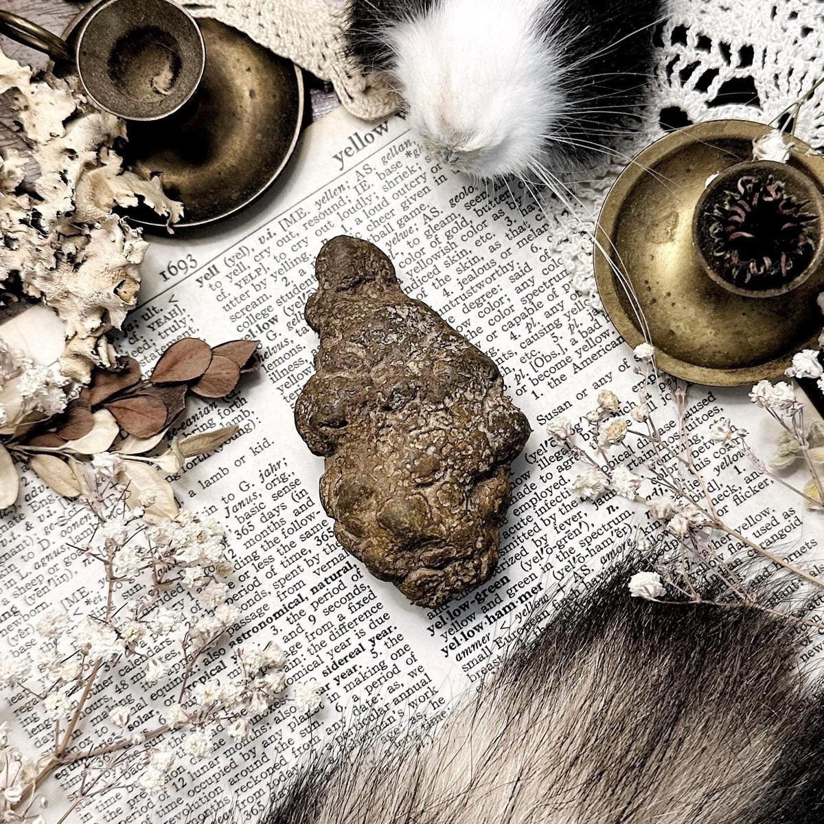 Real Coprolite Fossil – No. 01