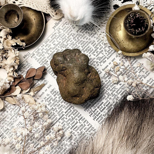 Real Coprolite Fossil – No. 02