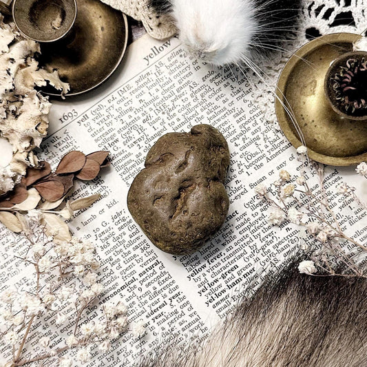 Real Coprolite Fossil – No. 03