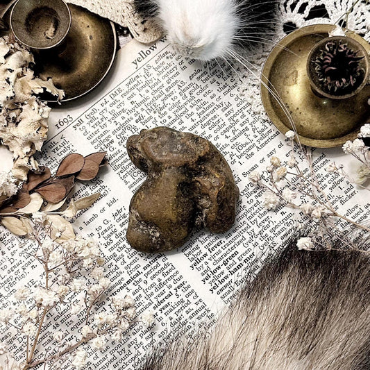 Real Coprolite Fossil – No. 07