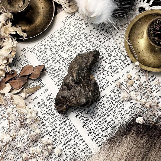 Real Coprolite Fossil – No. 09
