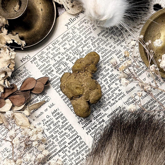 Real Coprolite Fossil – No. 14