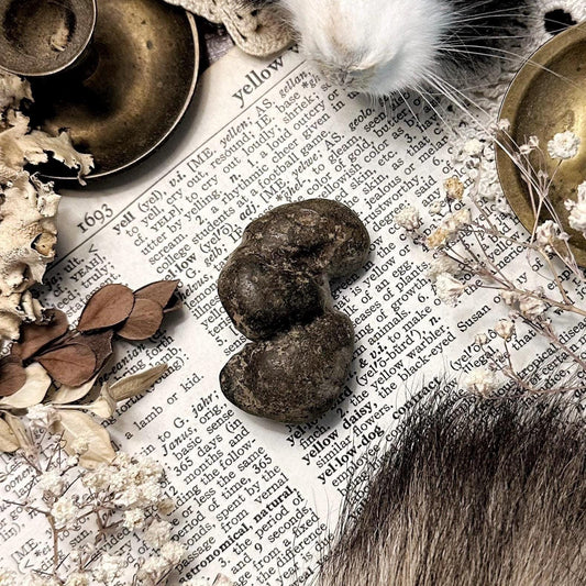 Real Coprolite Fossil – No. 15