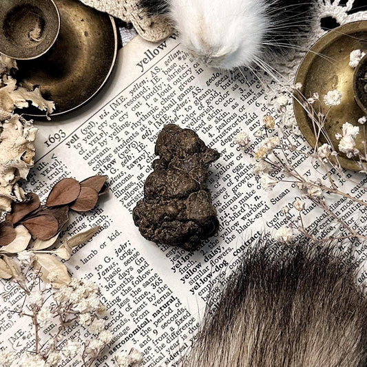 Real Coprolite Fossil – No. 16