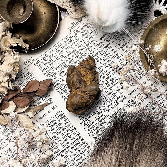 Real Coprolite Fossil – No. 20